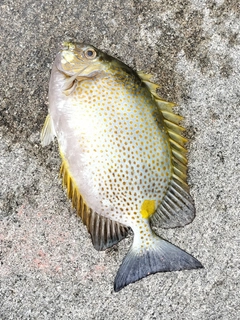 カーエーの釣果
