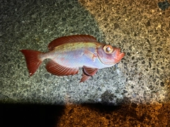 ホウセキキントキの釣果