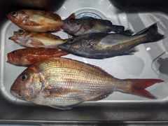 アラの釣果