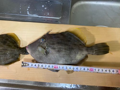 カワハギの釣果