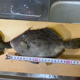 カワハギ