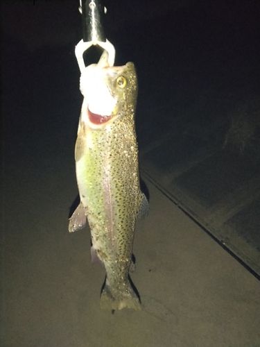 ニジマスの釣果