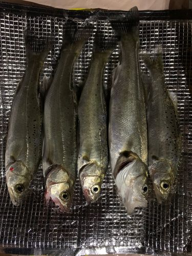セイゴ(マルスズキ)の釣果
