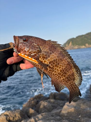 オオモンハタの釣果