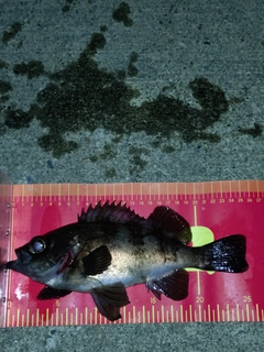 メバルの釣果