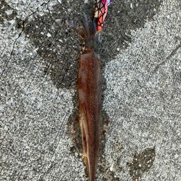 ヤリイカ