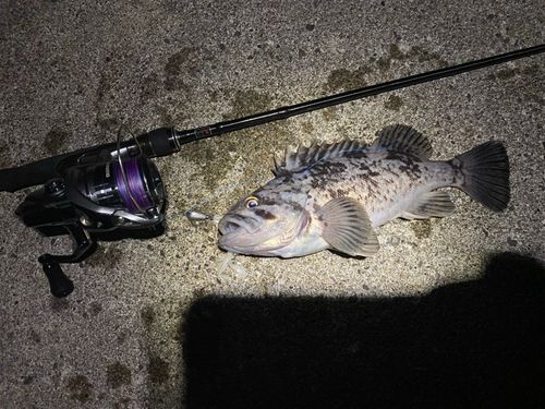 クロソイの釣果