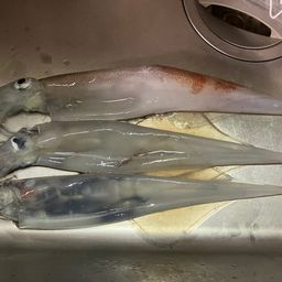 ヤリイカ