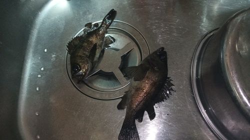 シロメバルの釣果