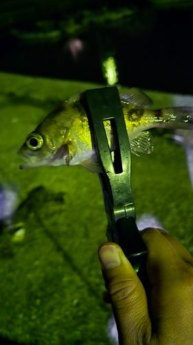 アカメバルの釣果