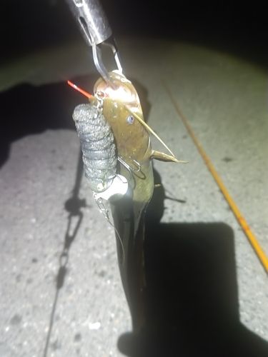ナマズの釣果