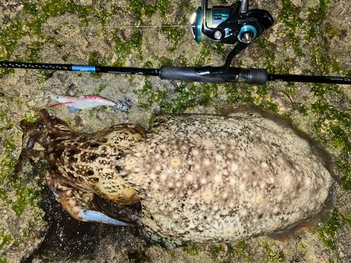 コブシメの釣果
