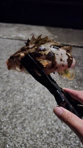 タケノコメバルの釣果