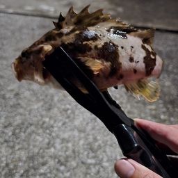 タケノコメバル