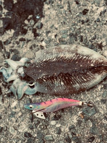 モンゴウイカの釣果