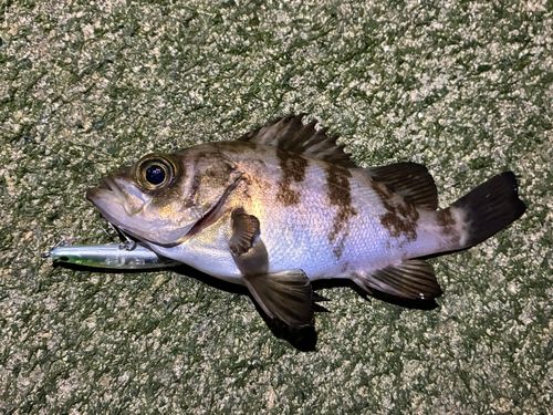 メバルの釣果