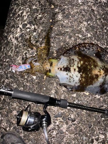 アオリイカの釣果