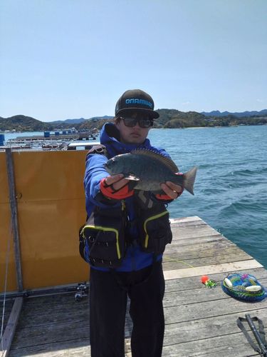 グレの釣果