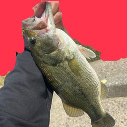 ブラックバス