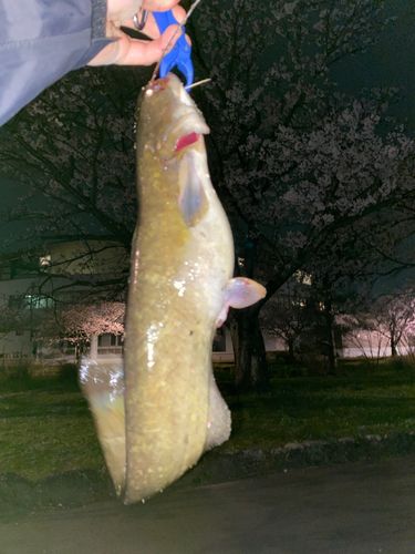 ナマズの釣果