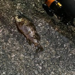 メバル