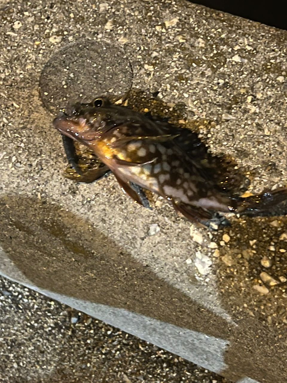 メバル