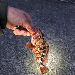 カサゴ