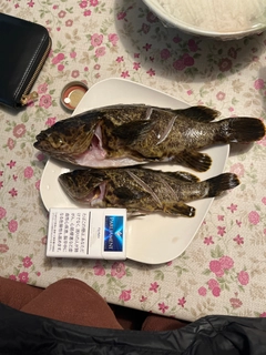 タケノコメバルの釣果