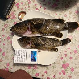 タケノコメバル