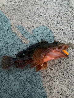 カサゴの釣果