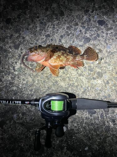 カサゴの釣果