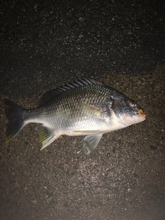キビレの釣果
