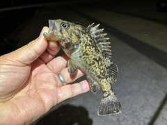 クロソイの釣果