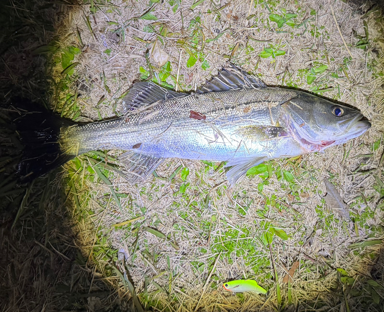 DAIWA 21フリームス LT4000-CXHの最安値・インプレ・釣果 | 本音