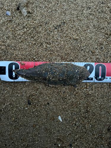 シタビラメの釣果