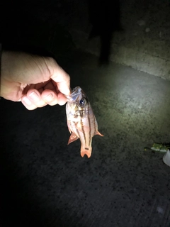 オオスジイシモチの釣果