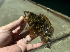 カサゴの釣果