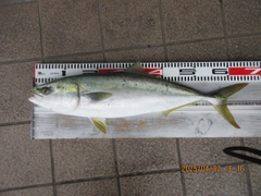 メジロの釣果