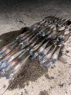 ヤリイカの釣果
