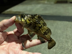 クロソイの釣果