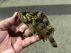 クロソイの釣果