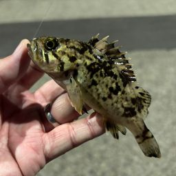 クロソイ