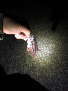 オオスジイシモチの釣果