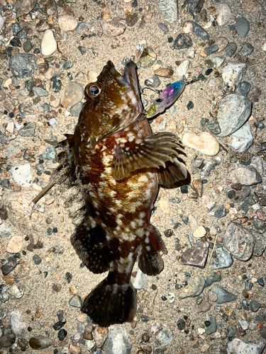 カサゴの釣果