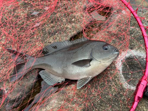 グレの釣果
