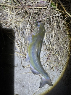 ナマズの釣果