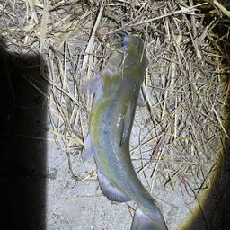 ナマズ