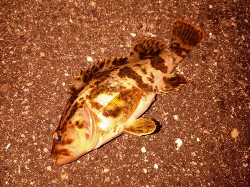 タケノコメバルの釣果