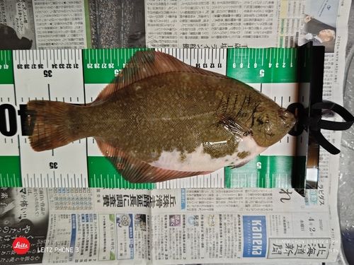 クロガレイの釣果