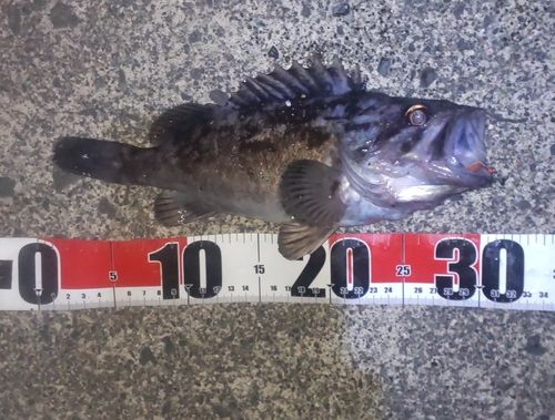 ソイの釣果